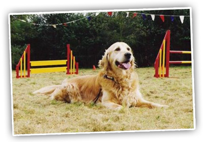 Misty. Founder dog of South Staffs Dog Training